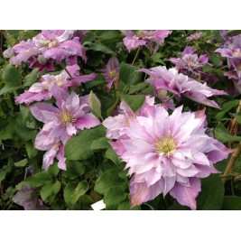 Raganė ( lot.Clematis) Piilu