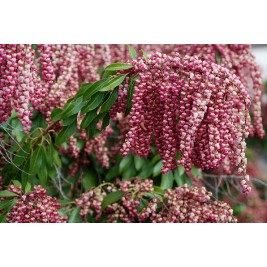 Pjeris japoninis(lot. Pieris japonica) Valley Valentine