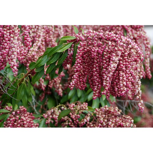 Pjeris japoninis(lot. Pieris japonica) Valley Valentine