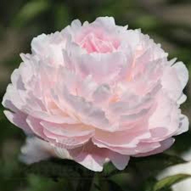 Bijūnas ( lot. peonia lactiflora) Pillow Talk, 2026 ruduo Bijūnas ( lot. peonia lactiflora) Pillow Talk, 2026 ruduo