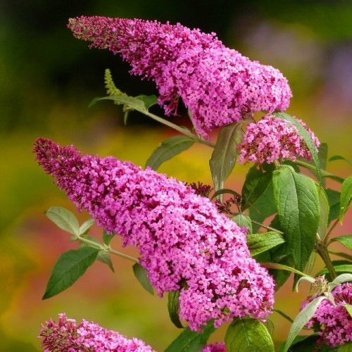 Budlėja ( lot. Buddleja davidii) Pink Delight