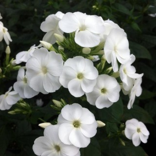 Flioksas ( Phlox paniculata)  Pina Colada