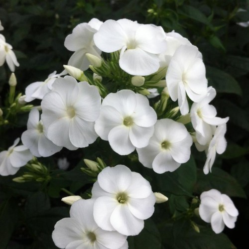 Flioksas ( Phlox paniculata)  Pina Colada