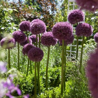 Dekoratyvinis česnakas (lot.Allium)  Pinball Wizzard, 10 vnt,  2026 ruduo