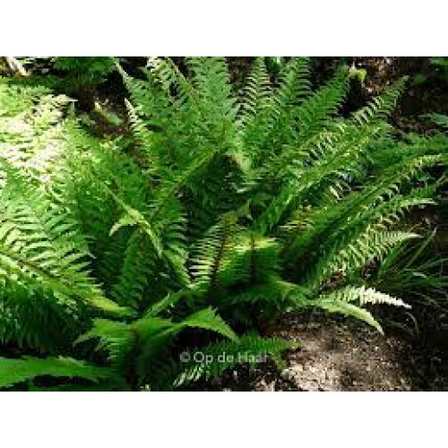 Papartis žvynuotasis (lot. Dryopteris affinis) Pinderi