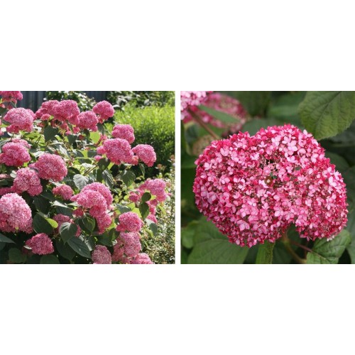 Hortenzija šviesioji (Hydrangea arborescens) Pink Annabelle