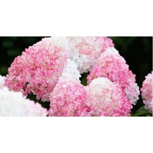 Hortenzija šluotelinė ( lot. Hydrangea paniculata) Living Pink and Rose