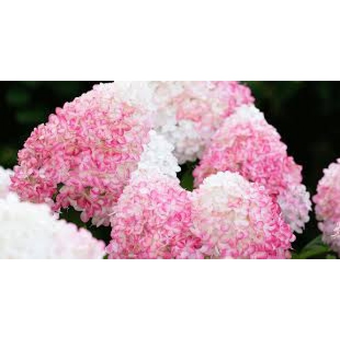 Hortenzija šluotelinė ( lot. Hydrangea paniculata) Living Pink and Rose