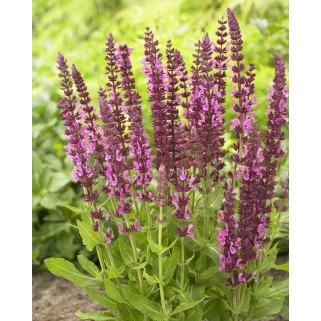 Šalavijas gojinis ( lot. Salvia nemorosa) Pink Beauty