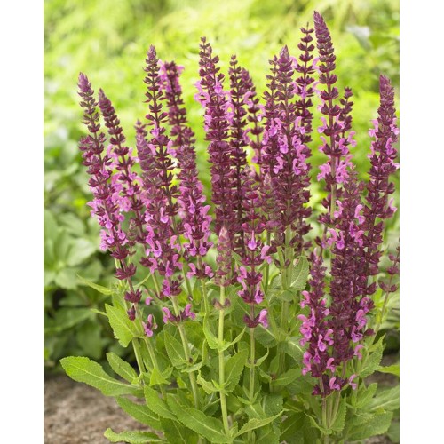 Šalavijas gojinis ( lot. Salvia nemorosa) Pink Beauty