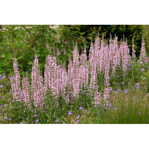 Raudoklė (lot. Lythrum salicaria) Pink Blush