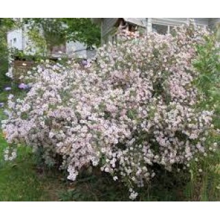 Astras erikinis ( lot. Aster ericoides) Pink Cloud