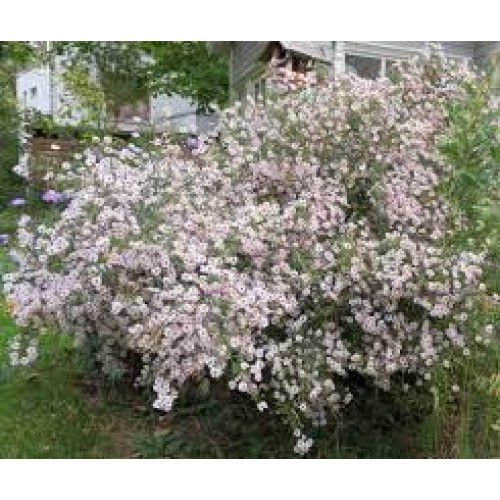 Astras erikinis ( lot. Aster ericoides) Pink Cloud
