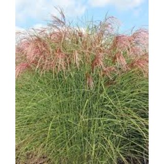 Miskantas kininis ( lot. Miscanthus chinensis ) Pink Cloud