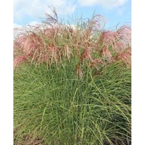 Miskantas kininis ( lot. Miscanthus chinensis ) Pink Cloud