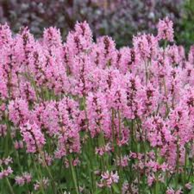 Notra ( lot. Stachys officinalis) Pink Cotton Candy