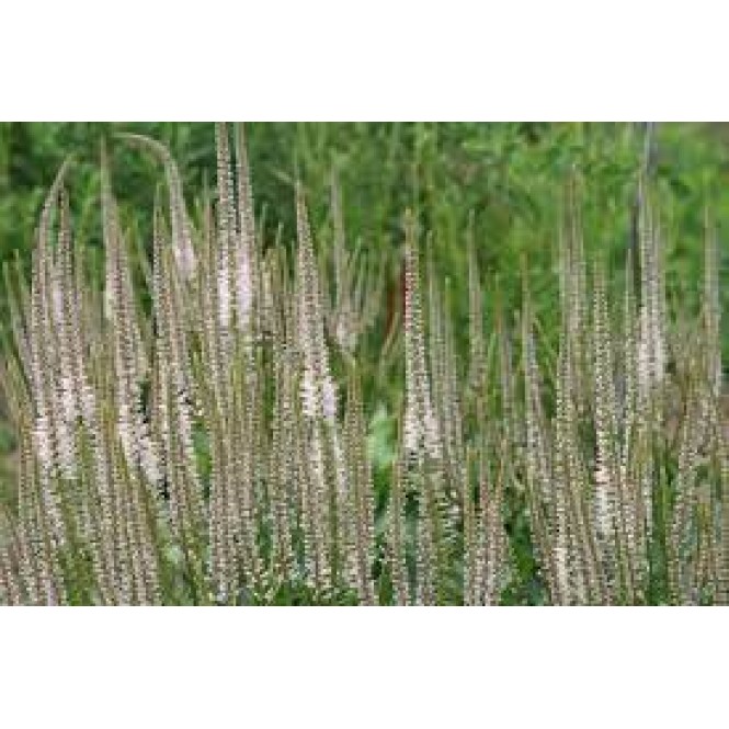 Veronikūnas virgininis ( lot. Veronicastrum virginicum) Pink Glow