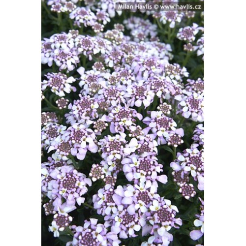 Rudgrūdėlė (lot. Iberis semperviners) Pink Ice