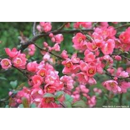 Svarainis puošnusis ( lot. Chaenomeles superba) Pink Lady