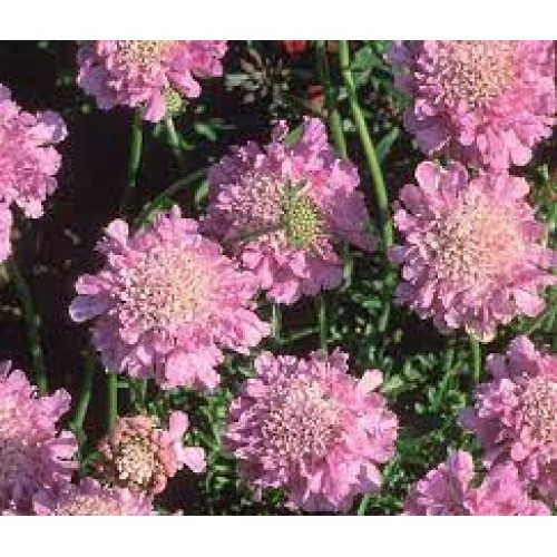 Žvaigždūnė kaukazinė (lot. Scabiosa caucasica) Pink Mist