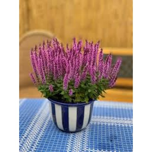 Šalavijas gojinis ( lot. Salvia nemorosa) Pink rianne