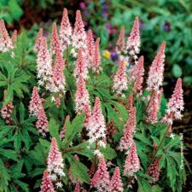 Tiarelė ( lot. Tiarella ) Pink Skyrocket