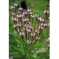 Verbena strelialapė ( lot. Verbena hastata) Pink Spires