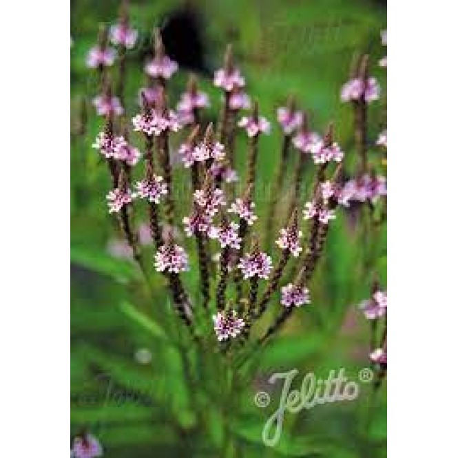 Verbena strelialapė ( lot. Verbena hastata) Pink Spires