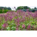 Verbena strelialapė ( lot. Verbena hastata) Pink Spires