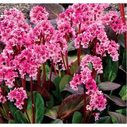 Bergenija (lot. Bergenia) Pink Dragonfly