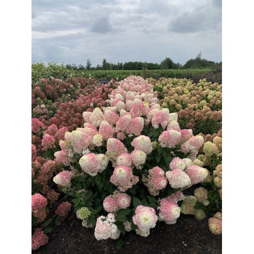 Hortenzija šluotelinė ( lot. Hydrangea paniculata) Pinkachu