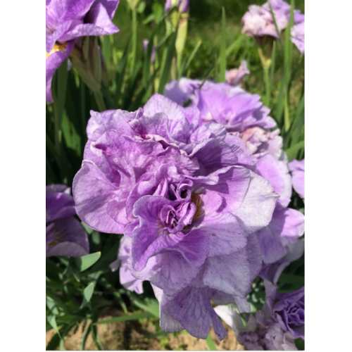 Vilkdalgis sibirinis  (lot. Iris sibirica ) Pink Parfait