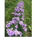 Vilkdalgis sibirinis  (lot. Iris sibirica ) Pink Parfait