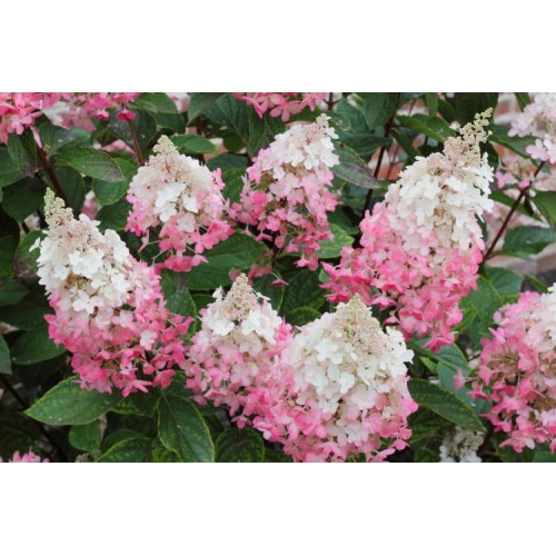Hortenzija šluotelinė ( lot. Hydrangea paniculata) Pinky Winky
