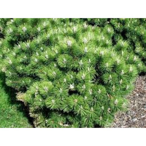 Pušis juodoji (lot. Pinus nigra )  Black Prince