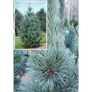 Pušis lanksčioji (lot. Pinus flexilis) Vanderwolf's Pyramid