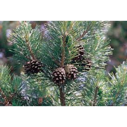 Pušis paprastoji ( lot. Pinus sylvestris ) 