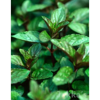 Pipirmėtė ( lot. Mentha piperita)