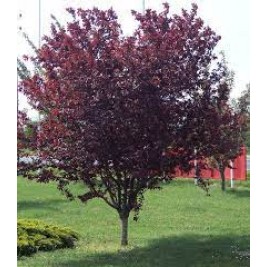 Slyva kaukazinė (  lot. Prunus cerasifera) Pissardi