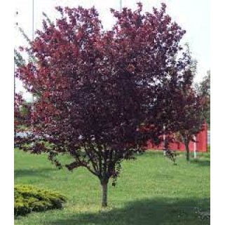 Slyva kaukazinė (  lot. Prunus cerasifera) Pissardi