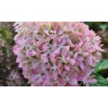 Hortenzija šluotelinė ( lot. Hydrangea paniculata) Pixio