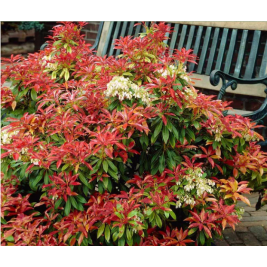 Pjeris japoninis(lot. Pieris japonica) Mountain Fire Pjeris japoninis(lot. Pieris japonica) Mountain Fire