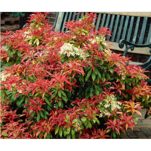 Pjeris japoninis(lot. Pieris japonica) Mountain Fire