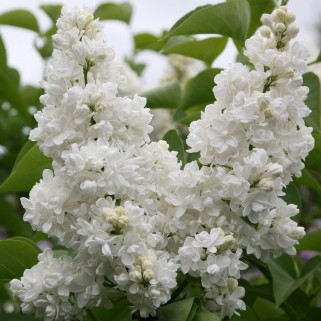 Alyva ant koto( lot.syringa vulgaris) Madame Lemoine