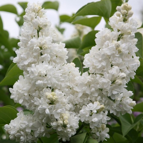 Alyva ( lot.syringa vulgaris) Madame Lemoine