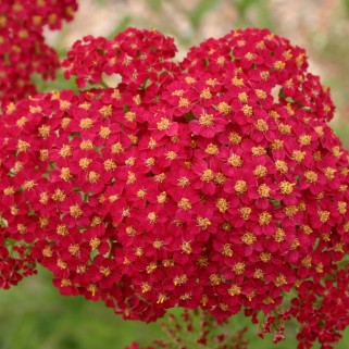 Kraujažolė paprastoji (lot. Achillea millefolium) Paprika