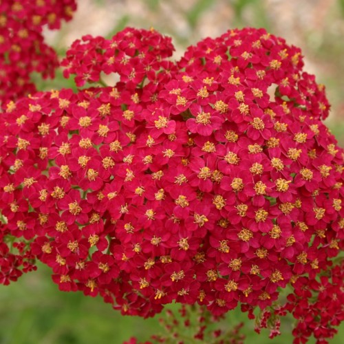 Kraujažolė paprastoji (lot. Achillea millefolium) Paprika