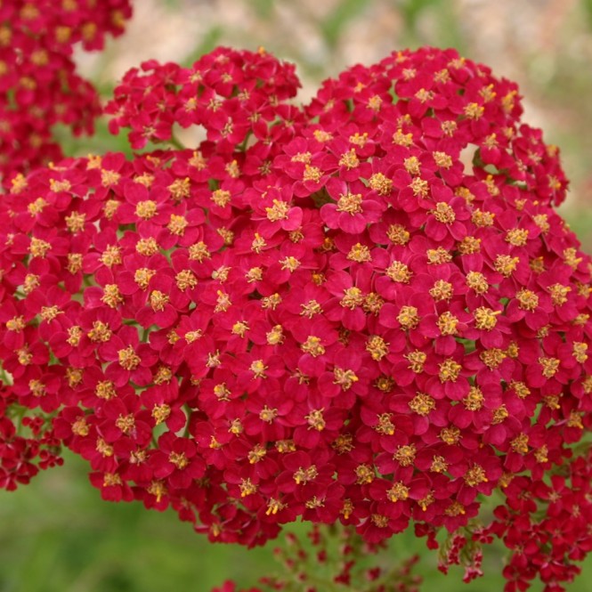Kraujažolė paprastoji (lot. Achillea millefolium) Red Velvet