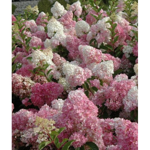 Hortenzija šluotelinė ( lot. Hydrangea paniculata) Vanilla Fraise