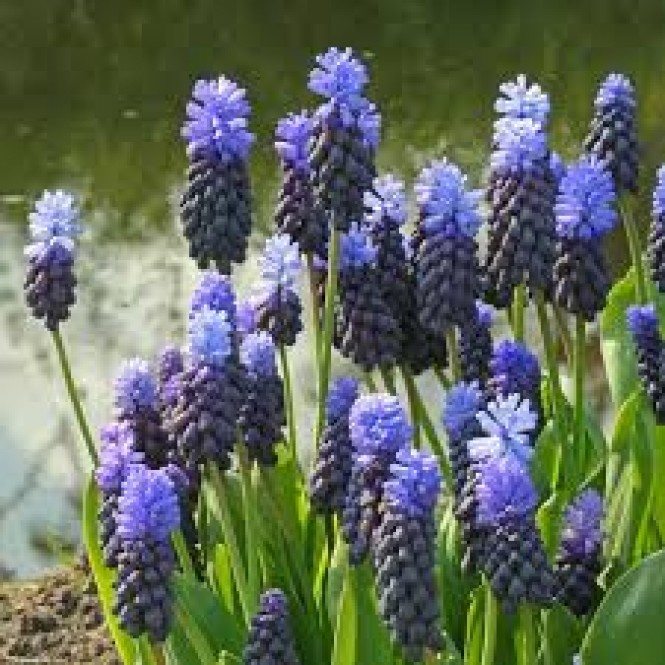 Žydrės plačialapės ( lot. Muscari latifolium ) ,200 vnt